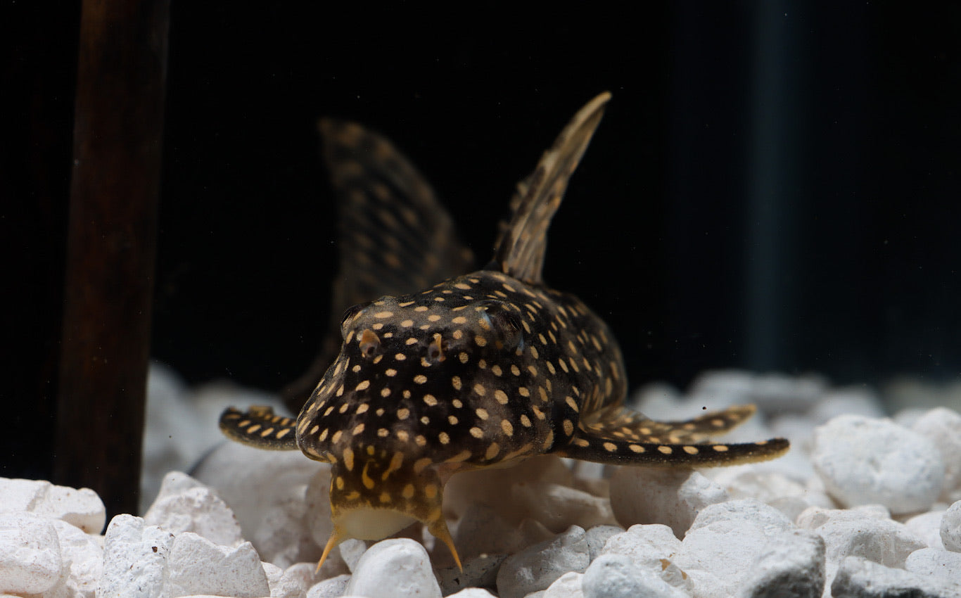 Ruby Spotted Magnum L-048 Plecostomus