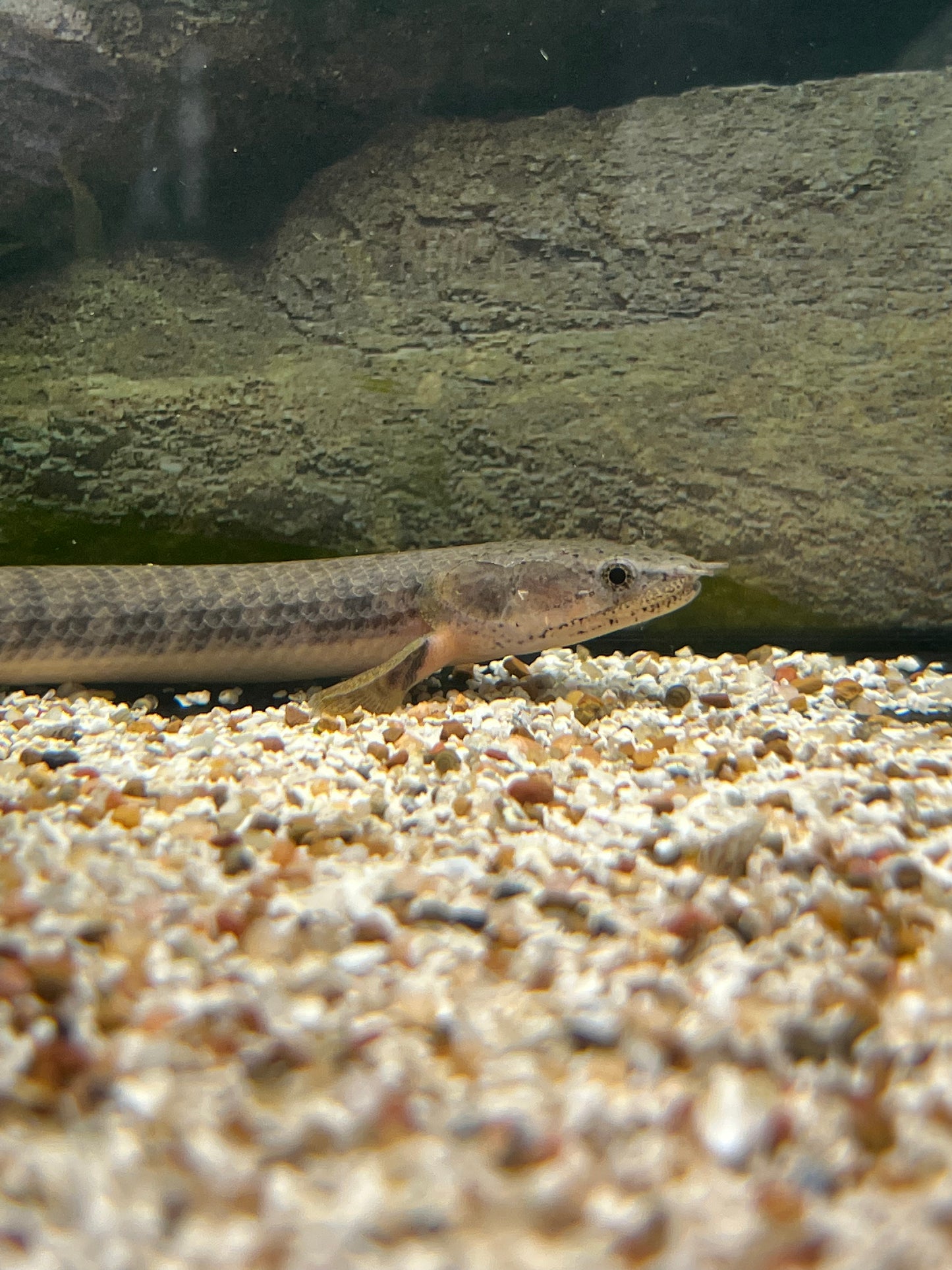 Congo Green Bichir