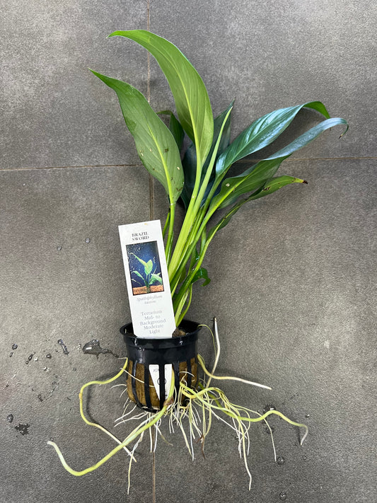 Brazilian Sword (Spathiphyllum)