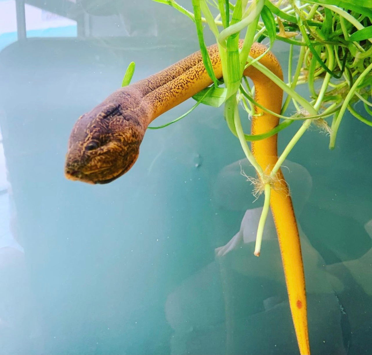 Swamp Eel