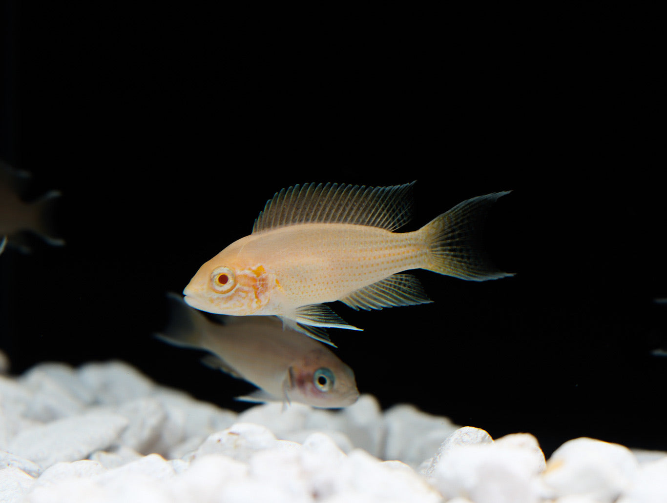 Tanganyikan Cichlid