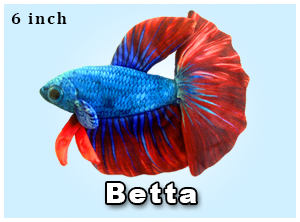 Red and Blue Betta Plushie
