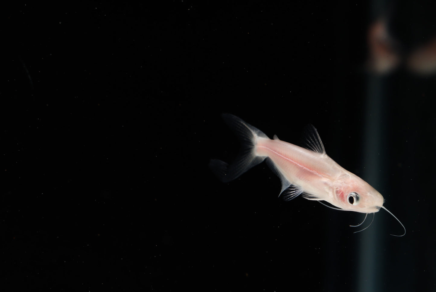 Albino Iridescent Shark