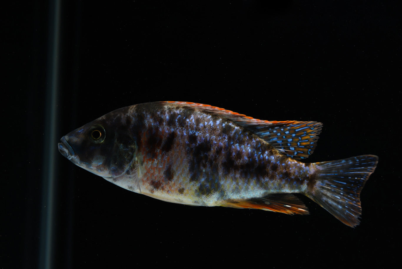 african cichlid