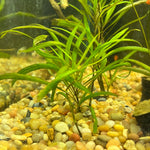 Load image into Gallery viewer, Hygrophila Angustifolia
