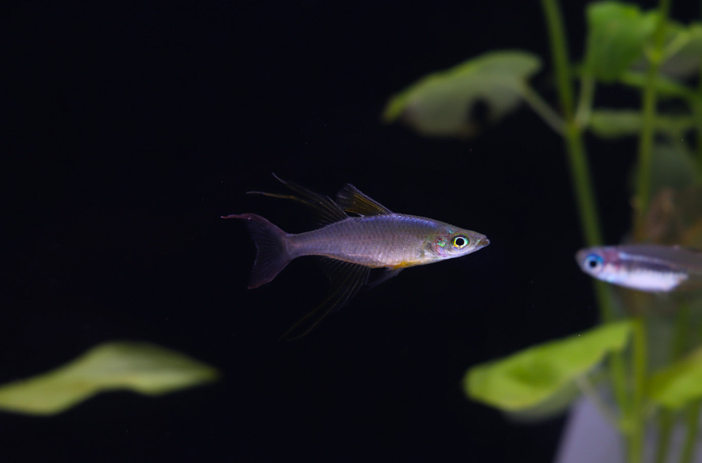 Threadfin Rainbow