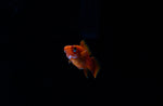 Load image into Gallery viewer, Red Vampire Swordtail
