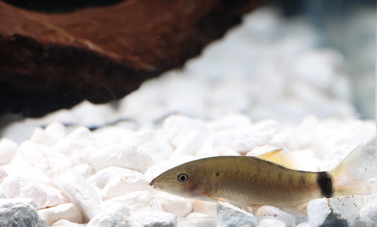 Loach