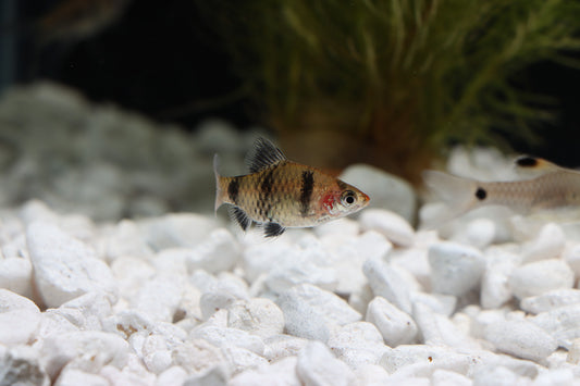 Black Ruby Barb