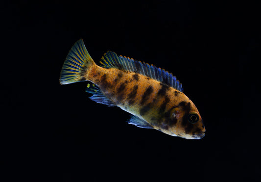 african cichlid