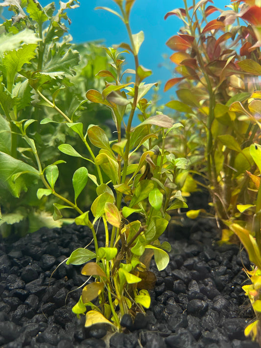 Ludwigia Arcuata "Brevipes"