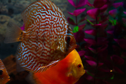 Red Turquoise Discus