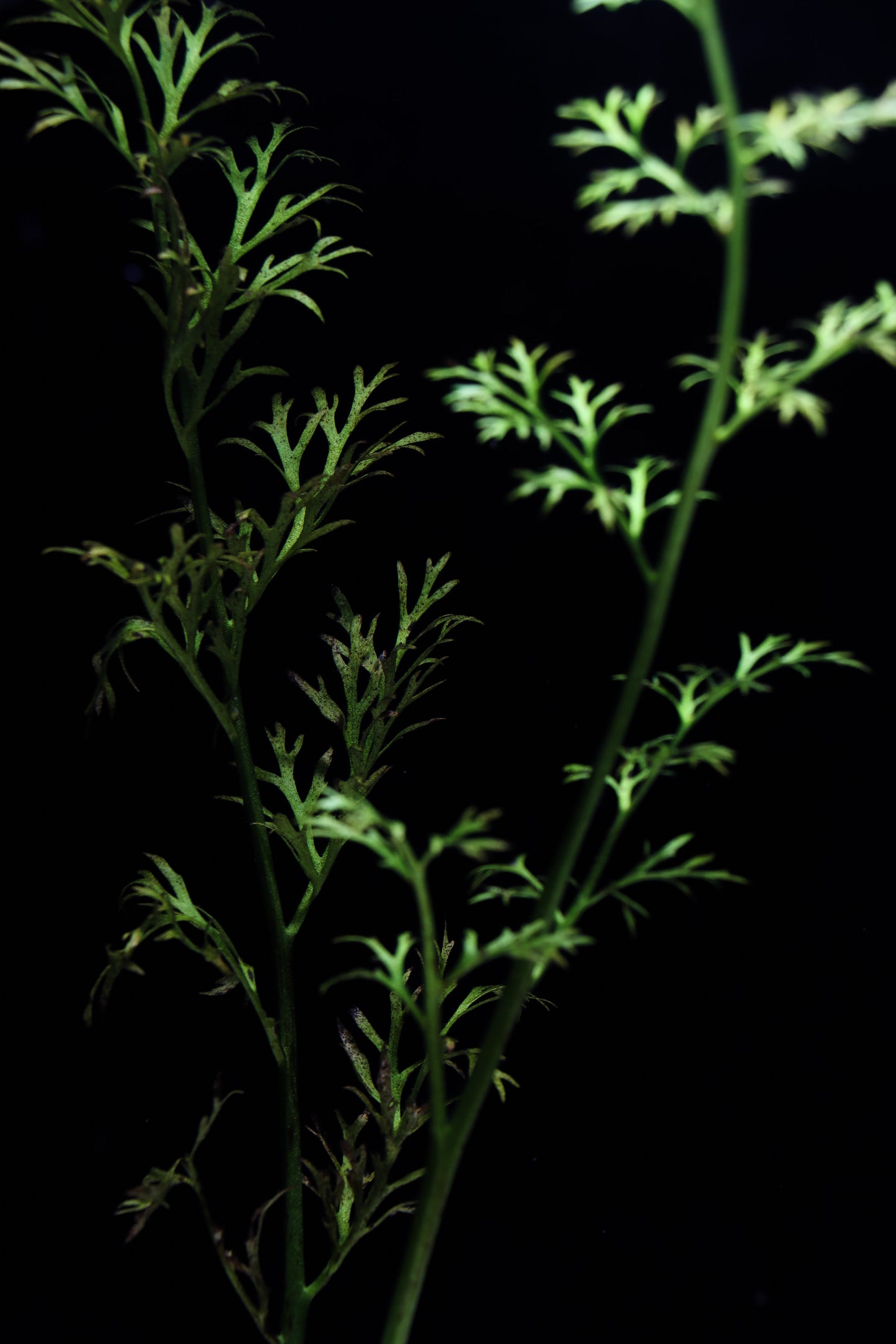 Water Sprite Indian Fern