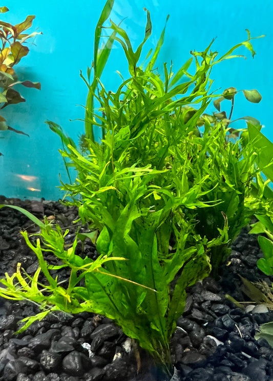 Java Fern Lace