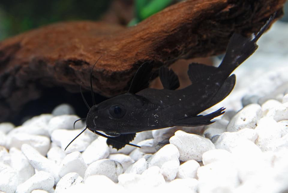 Burmese Upside Down Catfish