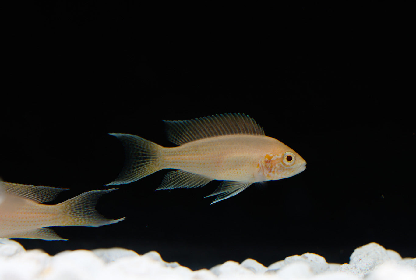 Tanganyikan Cichlid