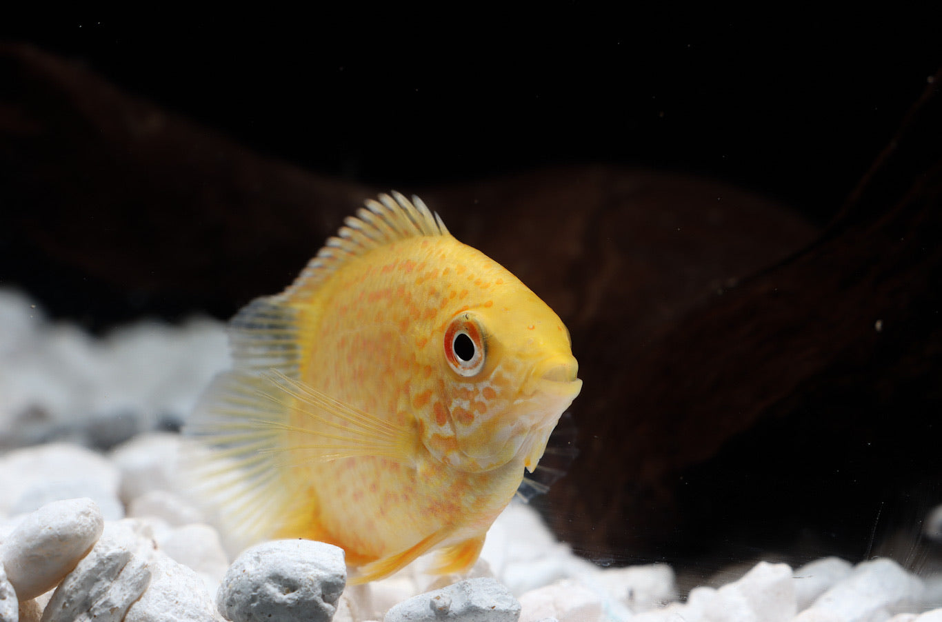 Red Spot Gold Severum Cichlid