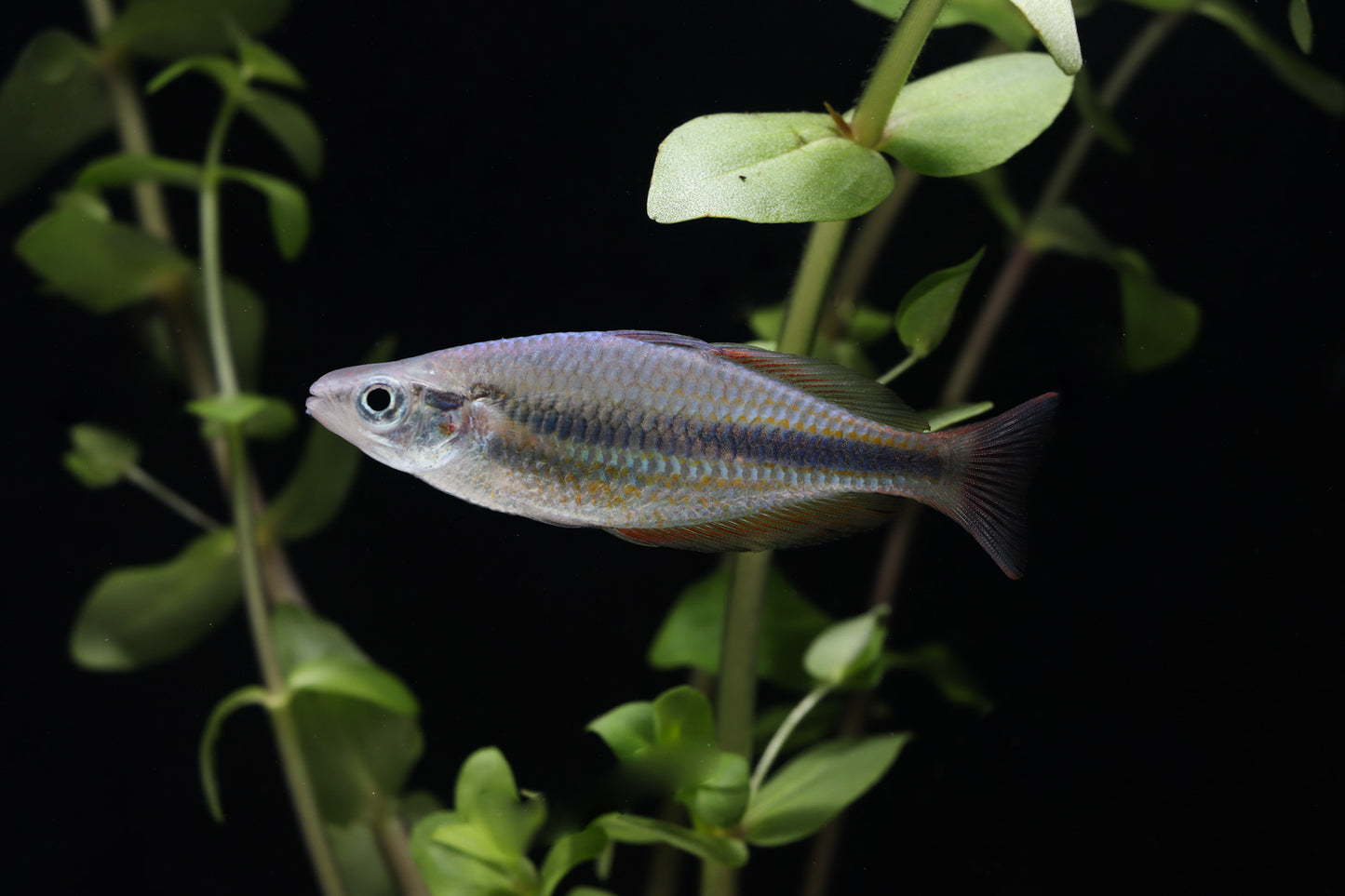 Goyder River Rainbow