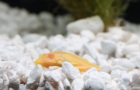 Salifin Plecostomus - Albino