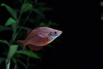 Load image into Gallery viewer, Rainbowfish
