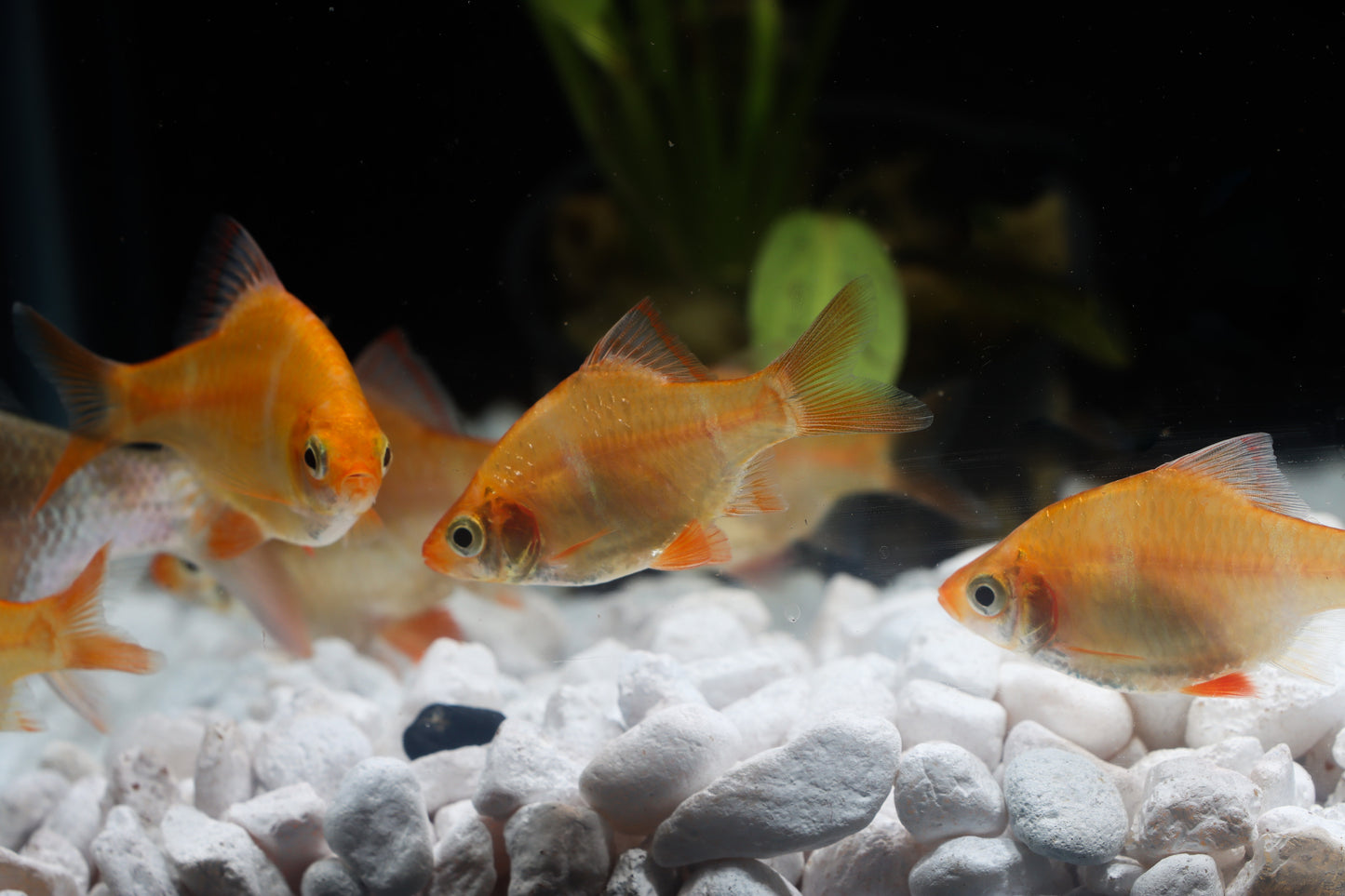 Albino Tiger Barb