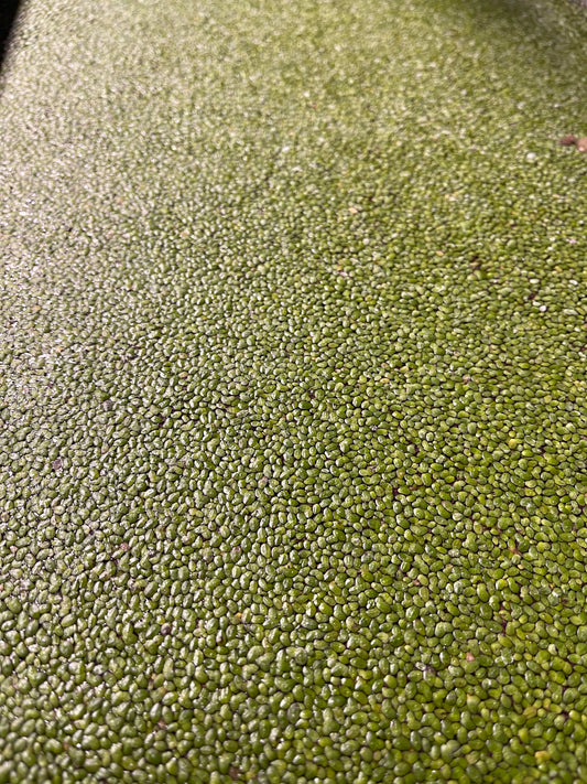 Duckweed