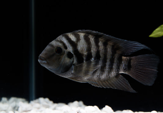 Red Point Honduran Cichlid