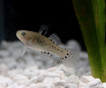 Load image into Gallery viewer, Knight Goby
