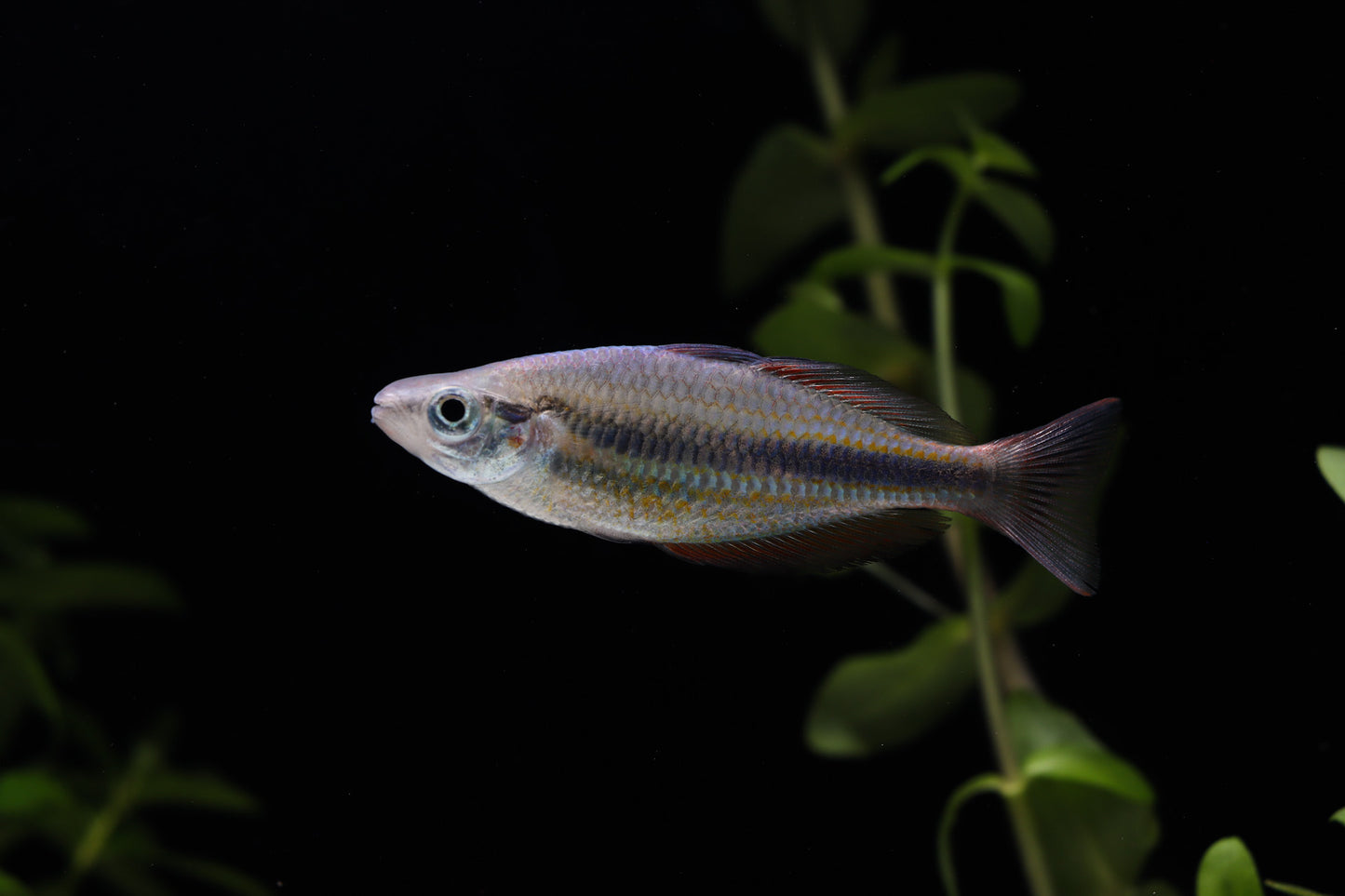 Goyder River Rainbow