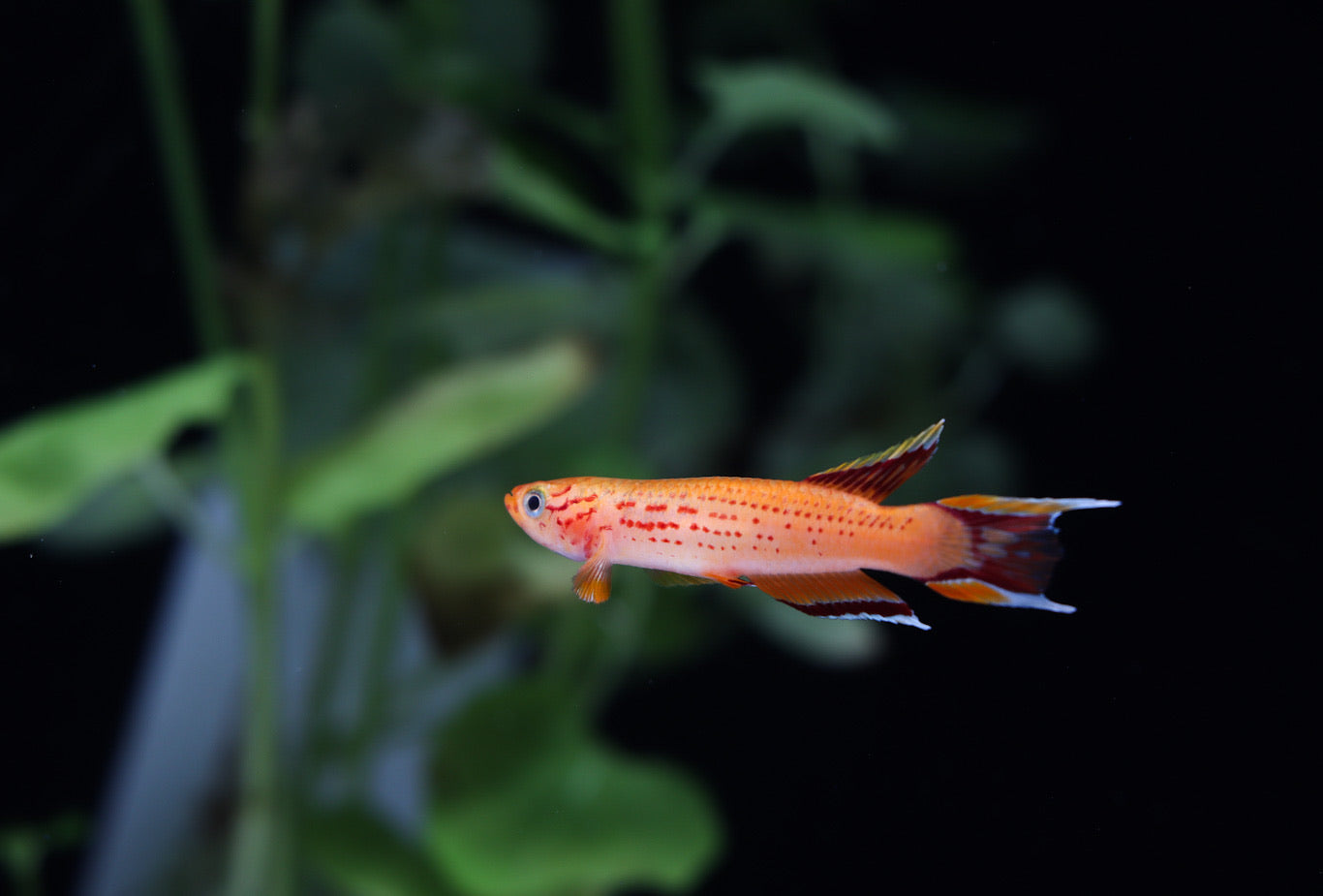 Aphyosemion australe "Gold Australe Killifish" Pair