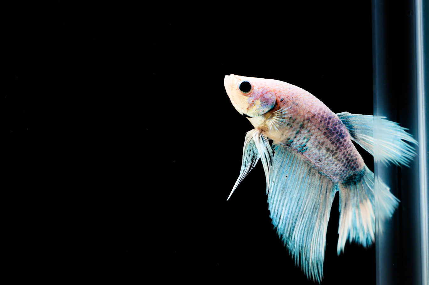 Betta fish