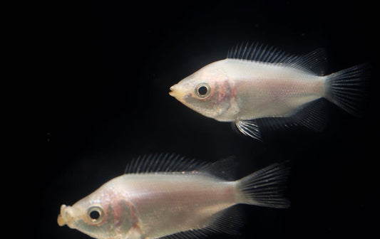 Pink Kissing Gourami