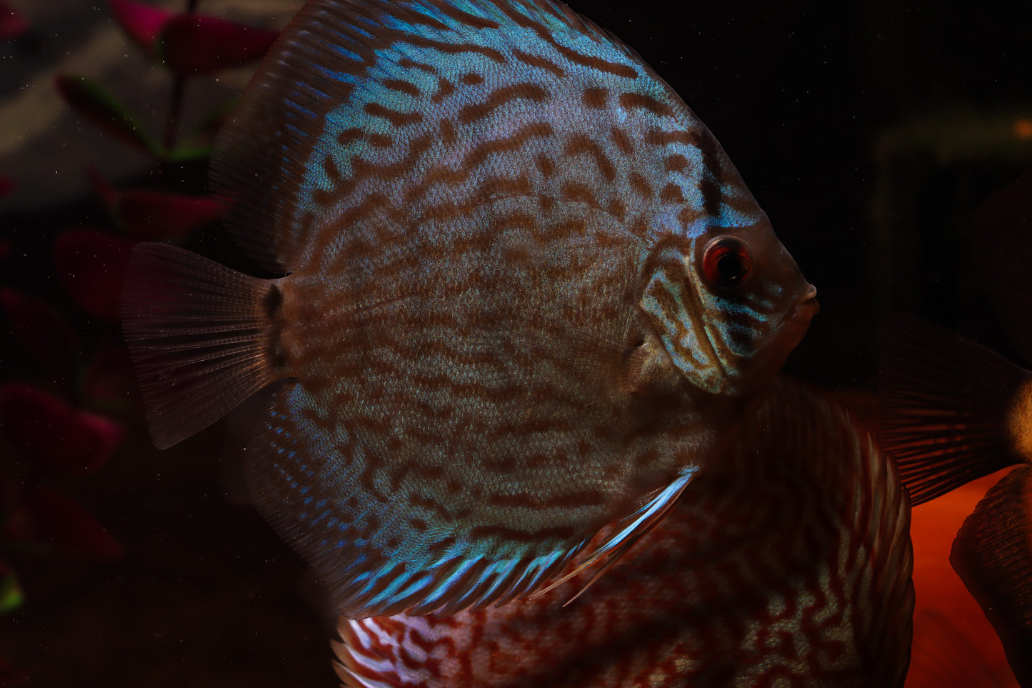 Cobalt Discus