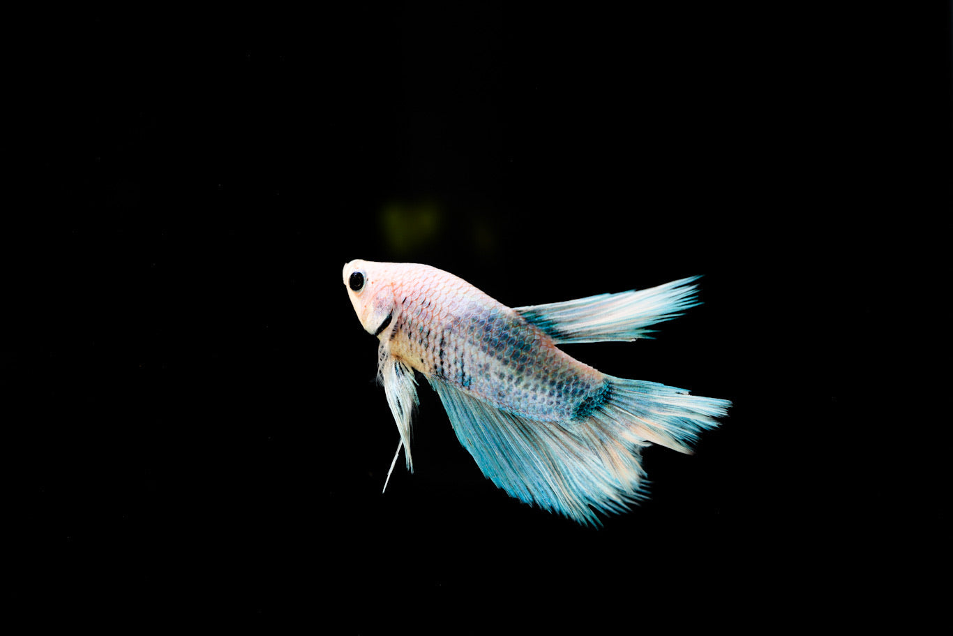 Betta fish