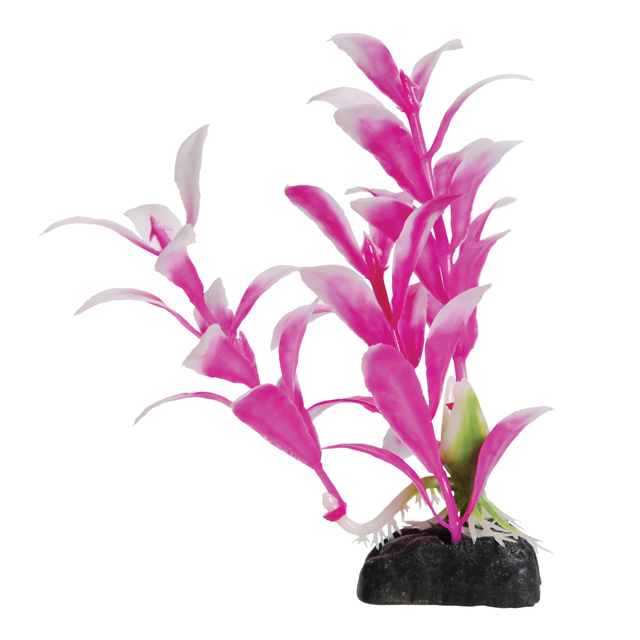 Hygro Pink Decorative Aquarium Plant