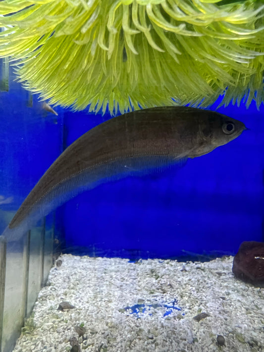 African Knife Fish