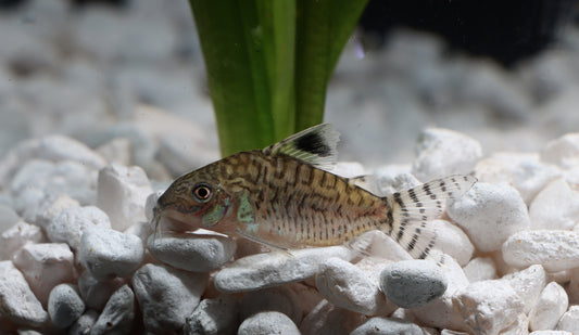 Reticulated Corydoras Catfish