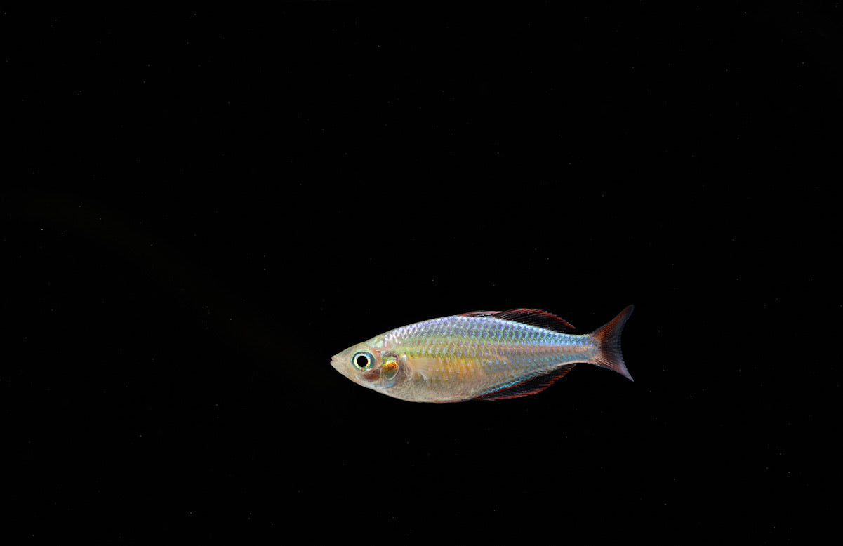 Dwarf Neon  Rainbow