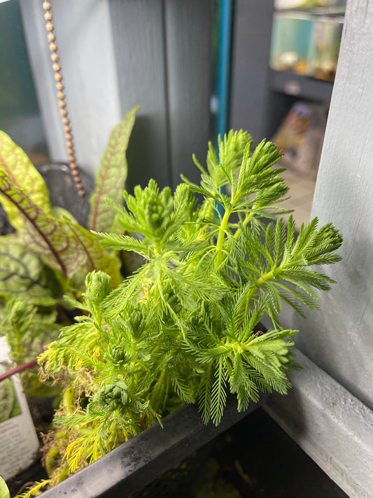 Parrot Feather Plant