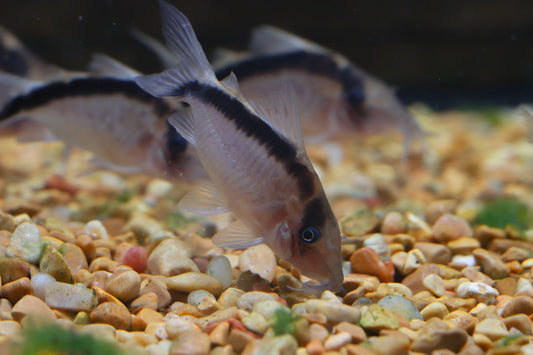 Giant Skunk Corydoras Catfish  CW006