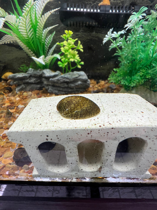 Marbled Limpet Nerite Snail