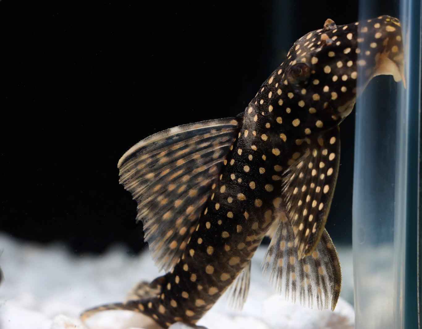 Ruby Spotted Magnum L-048 Plecostomus