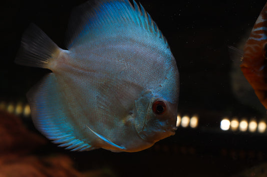 Blue Diamond Discus