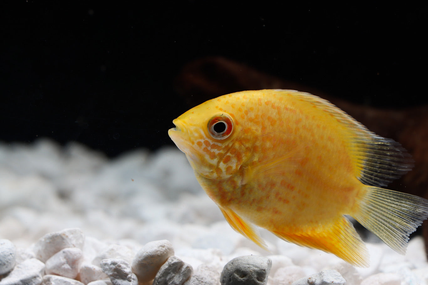 Red Spot Gold Severum Cichlid