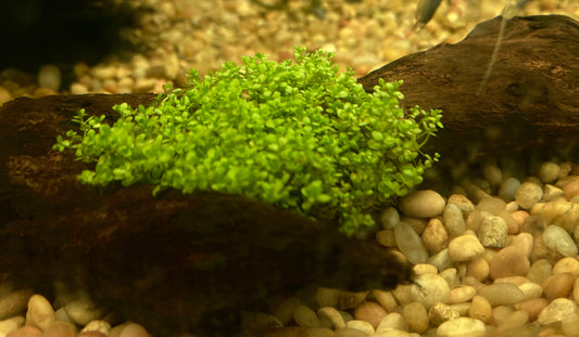 Baby Tears On Drift Wood