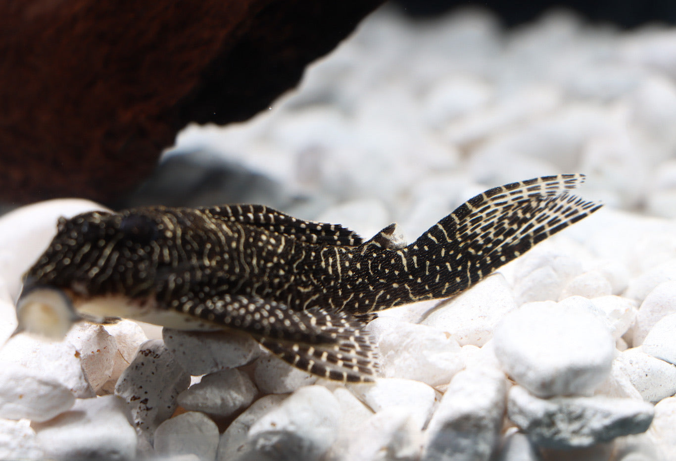 Queen Arabesque L-260 Plecostomus