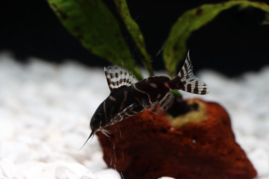 Synodontis Angelicus x Eupterus Catfish