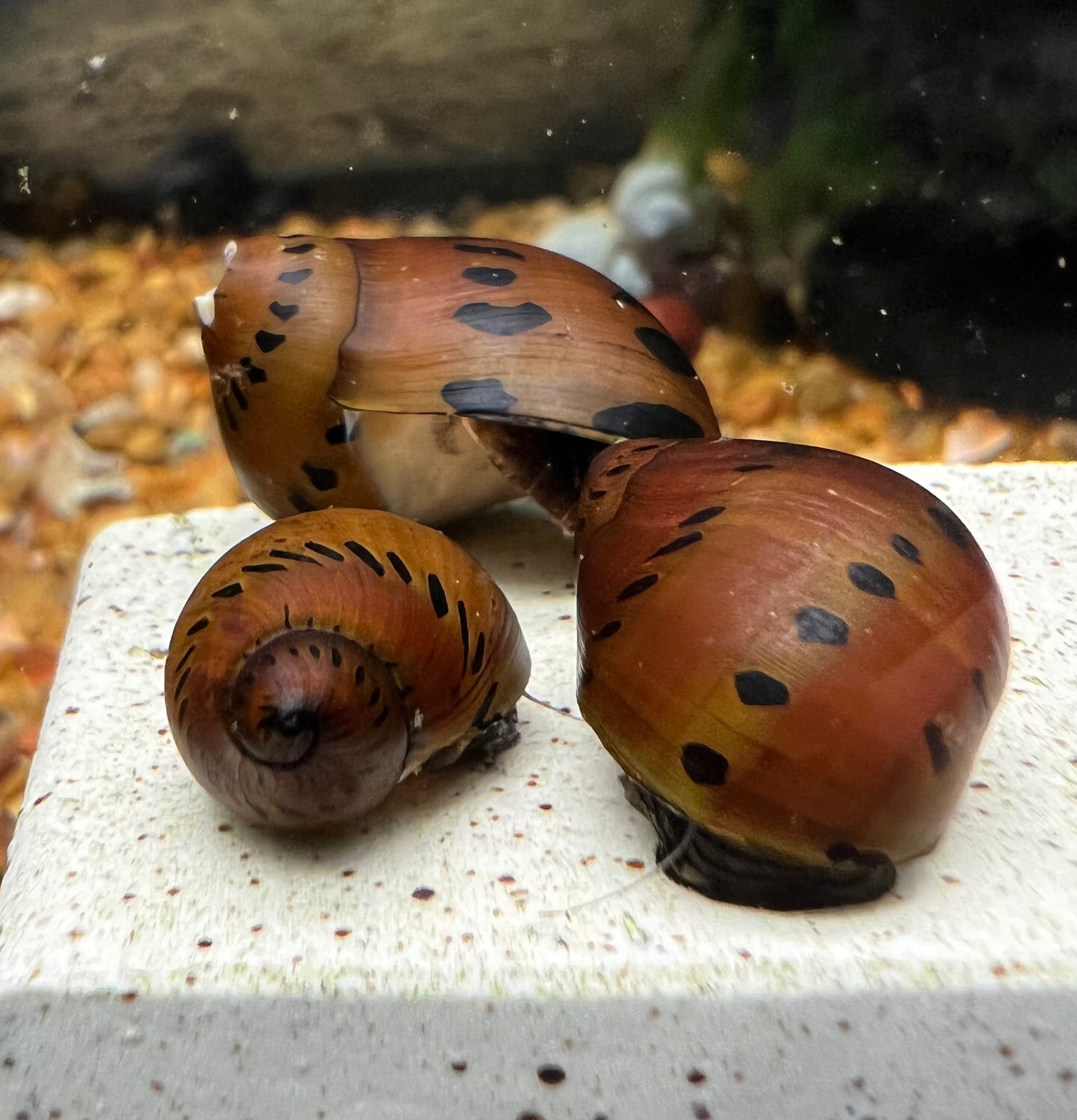 Nerite Snail