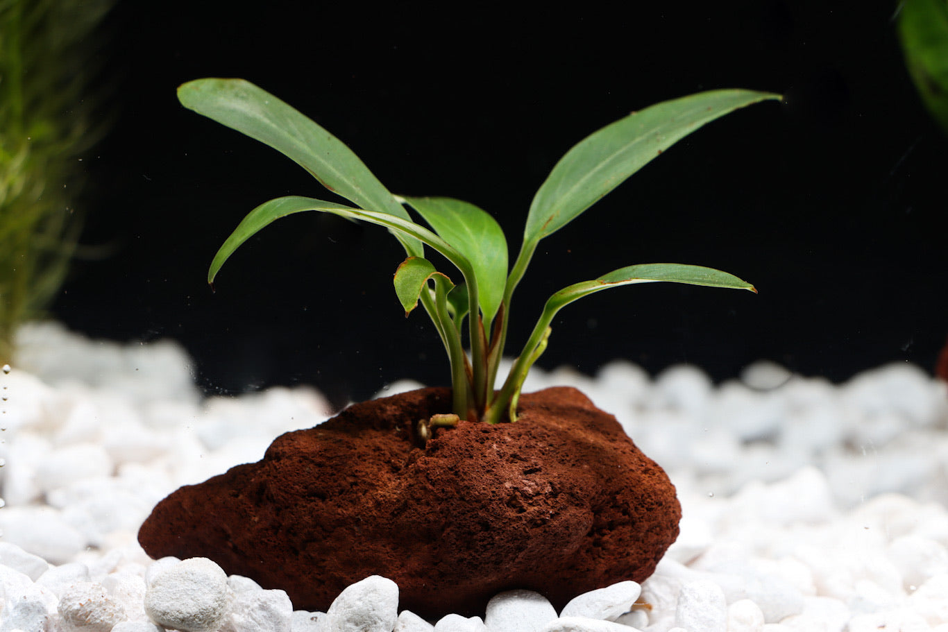 Assorted Anubias On Lava Rock