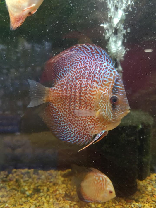 Leopard Discus